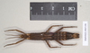 CollectionObject 1561546; NHMUK(SF IMPORT DUPLICATE) 845190, 9a44f9b5-bc60-4c86-8260-ef9e453133ea: copyright Natural History Museum, London. female (holotype). (CollectionObject).