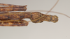 CollectionObject 1560515; NHMUK(SF IMPORT DUPLICATE) 844535, 23caa7a9-72a1-4d0c-8fcb-581844618722: copyright Natural History Museum, London. male: end of abdomen, dorsal view (holotype). (CollectionObject).