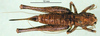 CollectionObject 1576525; 1b238739-ac32-4eb2-a51b-65ff556cb509: female, dorsal view (paratype). (CollectionObject).