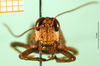 CollectionObject 1501650; cc941f1a-6003-49f8-a511-0a67bbd6b6cd, DORSA BA000169S01: female, frontal view (holotype). (CollectionObject).