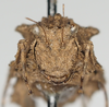 CollectionObject 1577245; df8a4754-5c5a-4146-b5f9-aa9530f371b7: female, frontal view, no type. (CollectionObject).