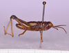 CollectionObject 1585720; 94081fd6-21cc-4d6b-b247-714071257038: male, body in lateral view (no a type). (CollectionObject).