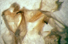 CollectionObject 1572409; b45841bd-b170-4c4b-aa5d-0e12b4390fe1: male titillators. (CollectionObject).