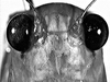 Lamprophyllum micans Hebard, 1924: male frons. (Otu).