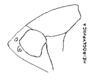 Habitus, lateral view: !! display not done !! on Ponana (Ponana) hieroglyphica (Fowler, 1903): (Observation).