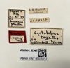 Other: !! display not done !! on Cyrtolobus togatus Woodruff, 1924: (Observation).