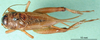 CollectionObject 1501916; 11cfed83-aef1-4d8c-a234-f209a284902c: male, dorsal view. (CollectionObject).