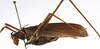 CollectionObject 1529772; 5f78f8c0-10a0-43f9-8efc-7a2f17f0829e: male, lateral view (holotype). (CollectionObject).