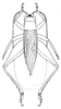 Paraphonus cophus Hebard, 1928: Pl. 17, Fig. 5 (after type). male, dorsal view (length of body 18.7 pronotum 3.4 mm). (Otu).