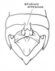 Shelfordites aberrans Karny, 1910: Fig. 3e. male, end of abdomen, dorsal view. (Otu).