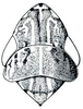 Dorydiella sp., head, pronotum, and mesonotum, dorsally. Depicts Head, an Observation.