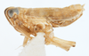 Habitus, lateral view on Delphacodes lappae Beamer, 1947: (Observation).