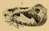 Habitus, lateral view on Dascalia scabrida Melichar, 1902: (Observation).