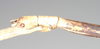 CollectionObject 1558126; NHMUK(SF IMPORT DUPLICATE) 844529, f17eebe6-fbee-4f8b-8d6d-e9faec8489db: copyright Natural History Museum, London. female: head, close-up, lateral view (holotype). (CollectionObject).