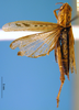 female, dorsal view (holotype of Omocestus toscanus). Depicts CollectionObject 1521411; 35069580-85a8-4c58-af25-45af67e3dc54, a CollectionObject.