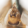 Terminalia, in situ: !! display not done !! on Stenocranus (Codex) dorsalis (Fitch, 1851): (Observation).