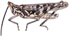 Acrolophitus maculipennis (Scudder, 1890): male habitus. (Otu).