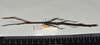 Staelonchodes harmani (Bragg & Chan, 1993): copyright Natural History Museum, London. female, lateral view (paratype). (Otu).