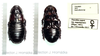 Panesthia angustipennis (Illiger, 1801): female nymph. (Otu).