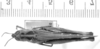 CollectionObject 1525989; c9b3f99c-639d-4a38-9632-1a2a330942f8: female, dorsal view (lectoallo- or paralectotype of Plectrotettix macneilli). (CollectionObject).