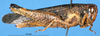 CollectionObject 1581407; 9cb301ac-8322-41c1-ad3c-2c54b4e2e40f: female, lateral view (paratype of Dnopherula plagiata). (CollectionObject).