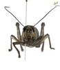 CollectionObject 1861682; 840a9030-2407-4266-9690-247eaa3354d8, Unioeste Cascavel K-0565: Female. Frontal view. (CollectionObject).