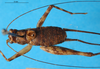CollectionObject 1477810; 2a40f9dc-0abc-4a05-ae92-262378e59317: male, dorsal view (holotype). (CollectionObject).