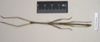 CollectionObject 1559453; 578e9e2a-4691-4089-8e01-37838b64286b: copyright Natural History Museum, London. male (paratype). (CollectionObject).;CollectionObject 1559454; ebecc9ec-62c2-4dee-968b-3db0f117c7ff: copyright Natural History Museum, London. male (paratype). (CollectionObject).