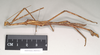 CollectionObject 1572282; NHMUK(SF IMPORT DUPLICATE) 845012, 4c85ec47-81d4-4582-8962-57560fab3f1e: copyright Natural History Museum, London. male, lateral view (holotype). (CollectionObject).