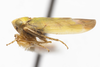 Habitus, lateral view on Colladonus cachellus Ball, 1937: (Observation).
