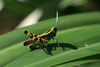 FieldOccurrence 431; 4159157b-8468-47aa-955e-4a68de67a3ff; Tanzania
Kihansi-Udzungwa, 2016/01/??: male. (FieldOccurrence).