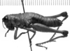 CollectionObject 1521535; 170d5835-8b55-444b-85bd-0597201d8caf: Image Carbonell, C.S. female, lateral view (syntype or paratype of Ommatolampis peruviana). (CollectionObject).