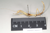CollectionObject 1558089; NHMUK(SF IMPORT DUPLICATE) 844915, 1af21eb0-f26a-4b97-80dd-00b930530b69: copyright Natural History Museum, London. female, lateral view (holotype). (CollectionObject).