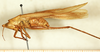 CollectionObject 1592229; 477c54c6-352a-401b-850c-1c84775f5905: male, lateral view. (CollectionObject).