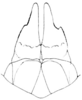 CollectionObject 1477880; 43a0bf28-b188-4aff-9db1-bbefd45b98ce: Fig. 334. female, ventral ovipositor valves, ventral view. (CollectionObject).
