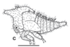 Nymph on Enchenopa sericea Walker, 1851: (Observation).