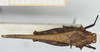 CollectionObject 1518013; 417c4a0c-c62a-4ac4-a847-567cd4fd9f33, NHMUK10924492: male, dorsal view (holotype). (CollectionObject).