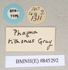 CollectionObject 1562259; 254d0a21-a3c9-48b5-b63c-04fff24f039f: copyright Natural History Museum, London. female, data labels (syntype). (CollectionObject).