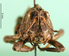CollectionObject 1478192; 5b03f636-d1b6-4218-b0c9-b7b1e43f6019: male, frontal view (holotype). (CollectionObject).