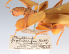 CollectionObject 1561214; feaeeafb-add9-4df9-ad36-79567a93f5eb: copyright ZMUH, Hamburg. female data of Phyllium frondosum (holotype). (CollectionObject).