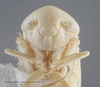Head on Cyanidius cyanescens (Emeljanov, 1962): Head/Face. (Observation).