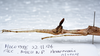 CollectionObject 1576170; 746b1386-1387-4bd0-ba4d-cb5ad0d0b416: copyright ZRC, Singapore. female: head & thorax, lateral view (holotype). (CollectionObject).