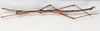 CollectionObject 1589222; NMW 655', 4f6e07bd-0b60-4a7d-beb0-83fc4abc10da: copyright NMW, Vienna. male, dorsal view (lectotype). (CollectionObject).