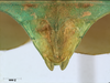 CollectionObject 1590522; d9bdf539-fc65-4ab1-ad14-c983162a69b2: copyright RMNH. female: end of abdomen, ventral view (holotype). (CollectionObject).
