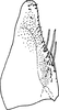 Subgenital plate, ventral view on Diomma (Bunyipia) nunae (Dworakowska, 1972): Subgenital plate (D. nunae Dwor.). (Observation).