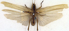 CollectionObject 1516737; aac8dcc5-3631-4a39-815b-6d4dce087adb: male, dorsal view (holotype). (CollectionObject).