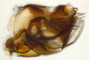 Pygofer, lateral view on Bhatia Distant, 1908 nsp 8-56: (Observation).
