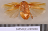 Gyna scutelligera (Walker, 1868): Holotype, unsexed, ventral. BMNH(E)#878080. (Otu).