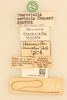 CollectionObject 2066766; d7e44573-0d03-49b2-bfc2-549b60462fa7, NHMUK015982398: labels (lectotype). (CollectionObject).