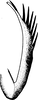 Aedeagus, lateral view on Doratura medvedevi Logvinenko, 1961: Aedeagus, lateral view. (Observation).